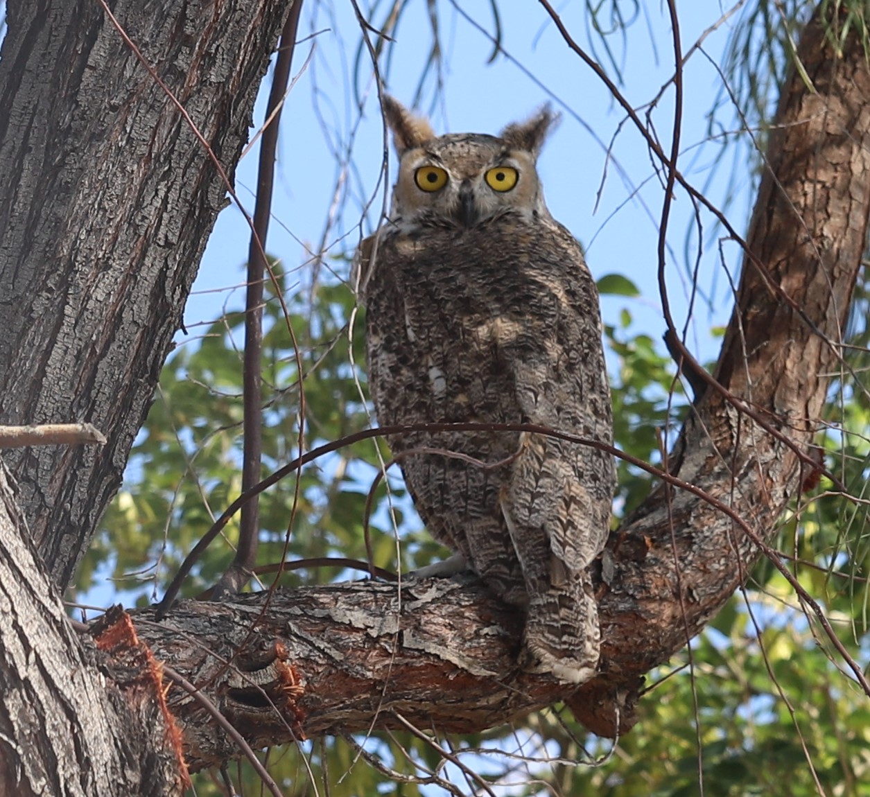A large owl with yellow eyes perches on a tree branch, its feathers mottled brown and grey, blending seamlessly with the bark.