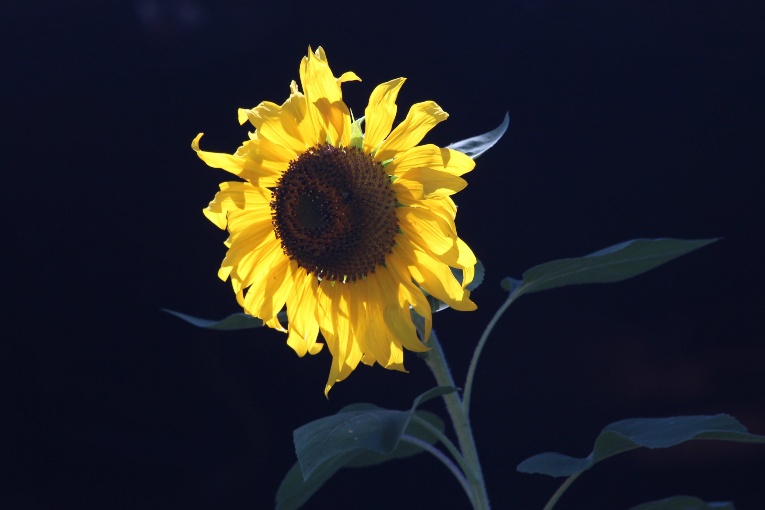 A single sunflower with vibrant yellow petals and a dark brown center is shown against a dark background. Pictures reveal green leaves and part of the stem in the foreground.